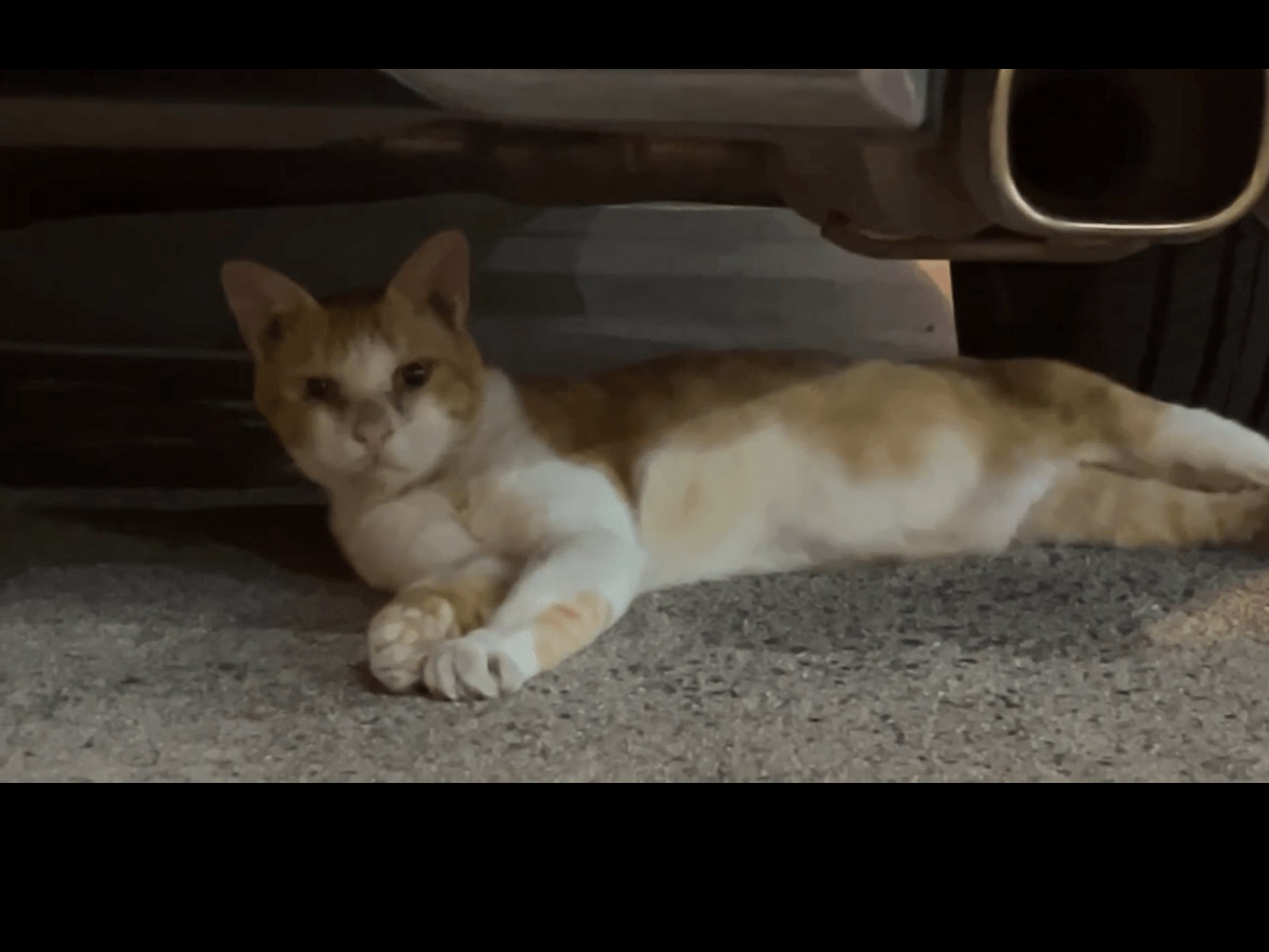 目撃された猫 目撃された猫