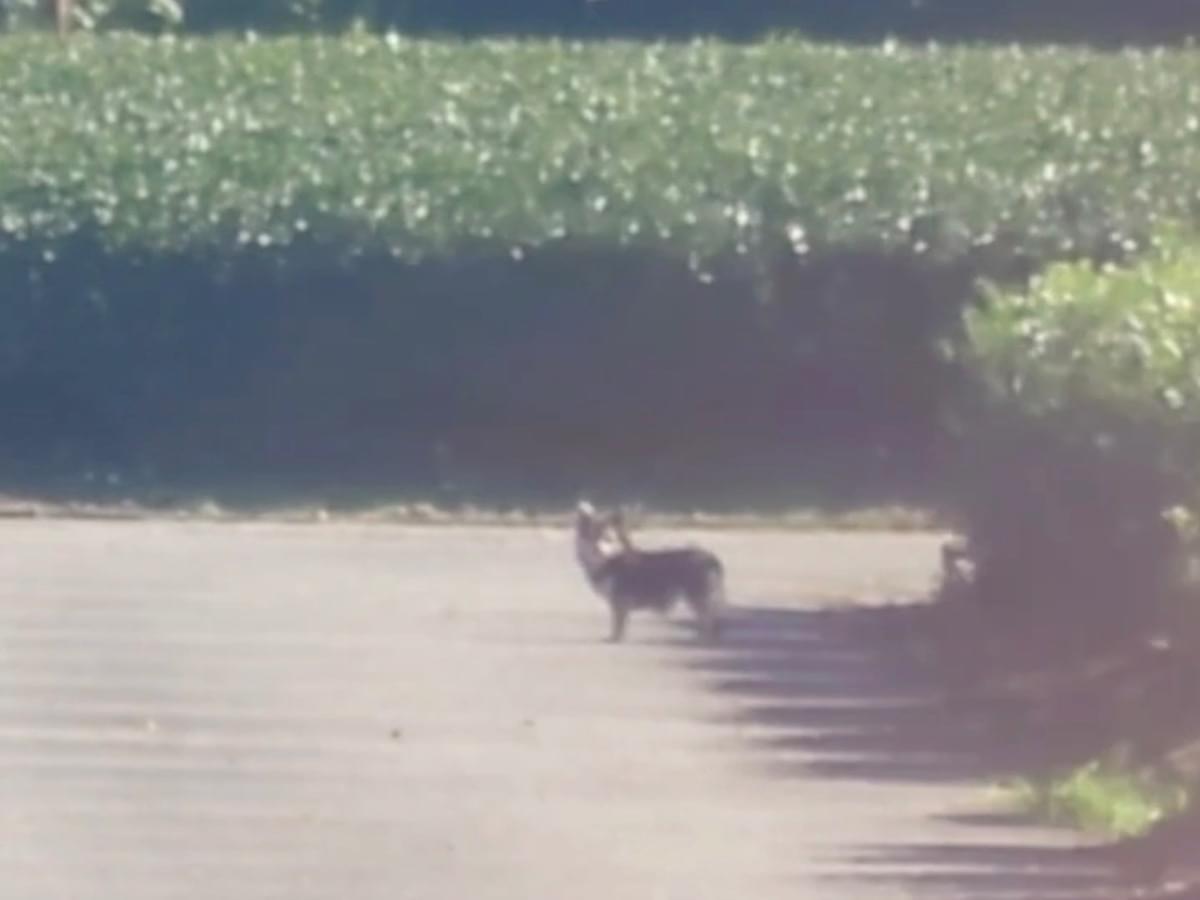目撃された犬