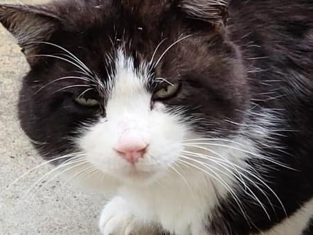 目撃された猫 目撃された猫