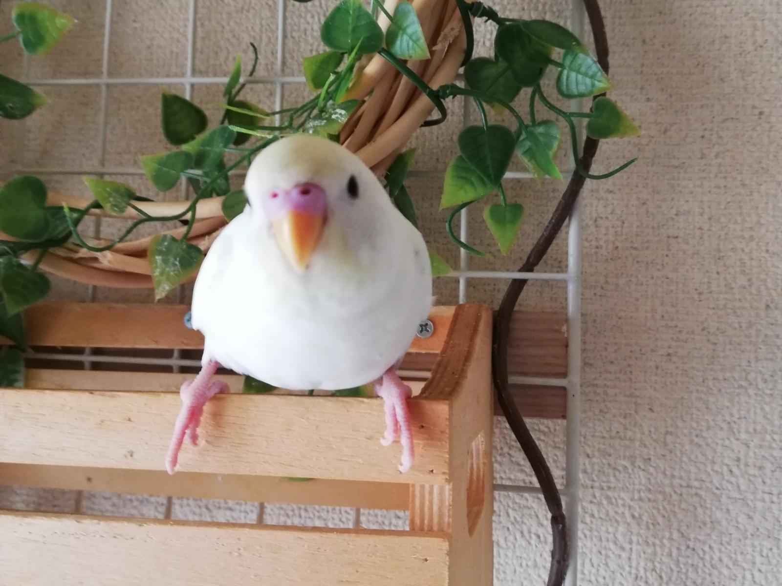 ギンちゃん ギンちゃん