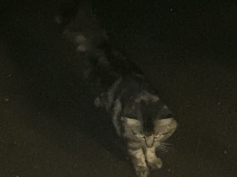 目撃された猫 目撃された猫