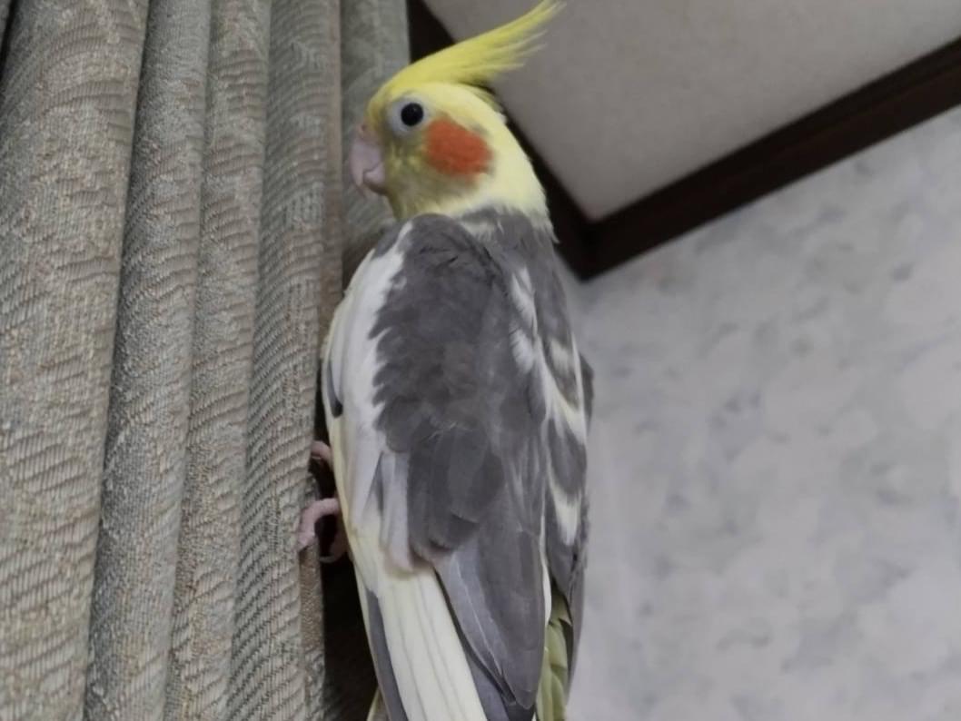 オカメインコのみかんちゃん オカメインコのみかんちゃん