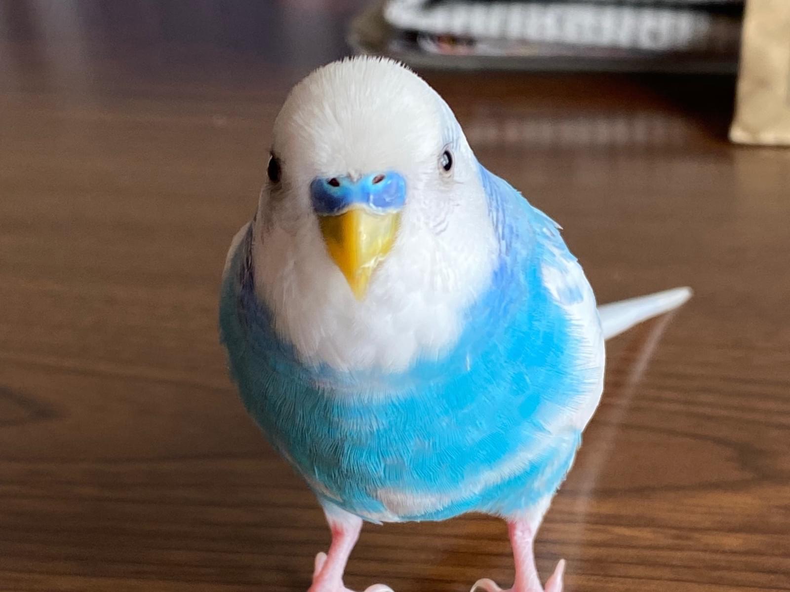 ピコちゃん ピコちゃん
