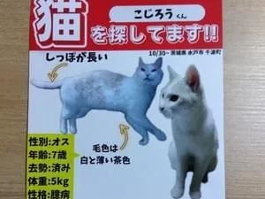白と薄茶トラの迷い猫を探しています!