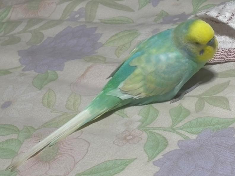 えびちゃん えびちゃん