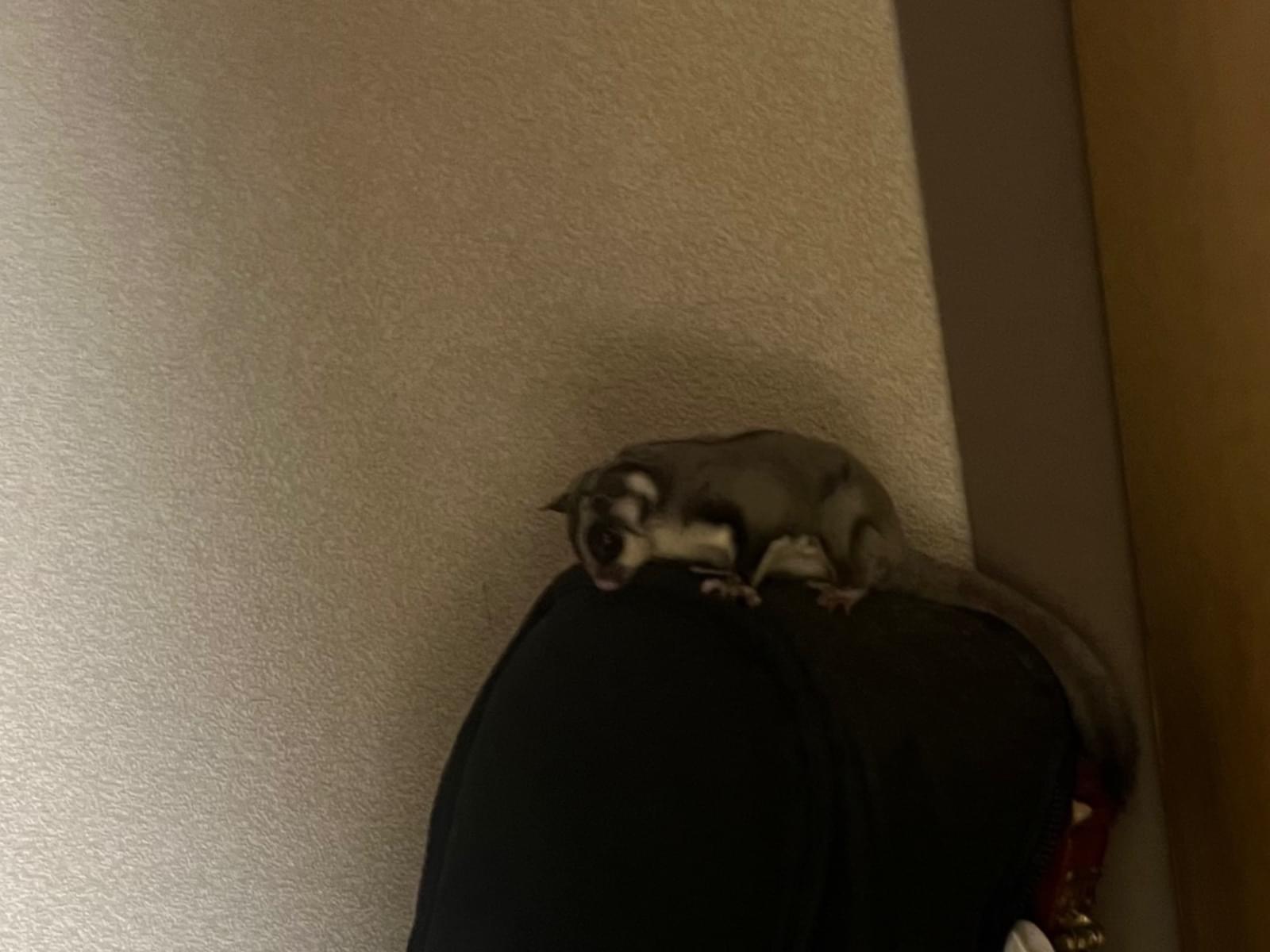 保護されたペット 保護されたペット