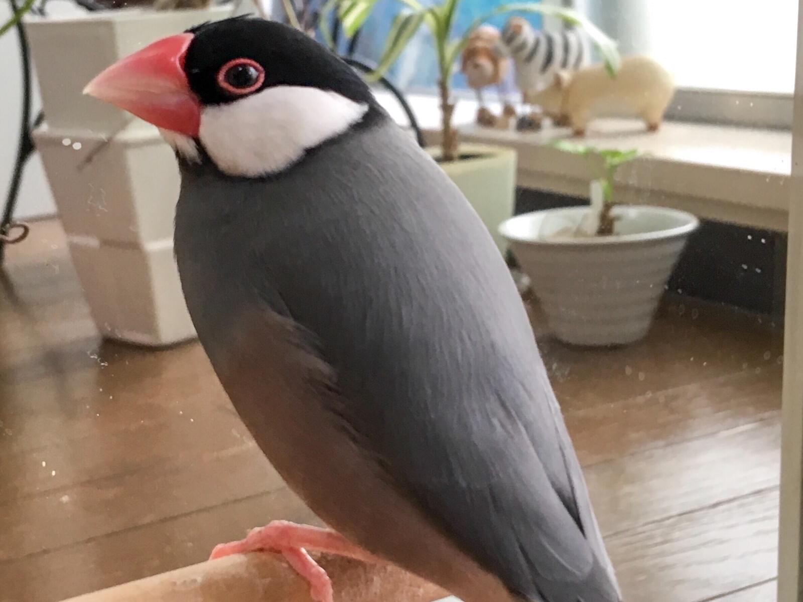 ぴー太ちゃん ぴー太ちゃん