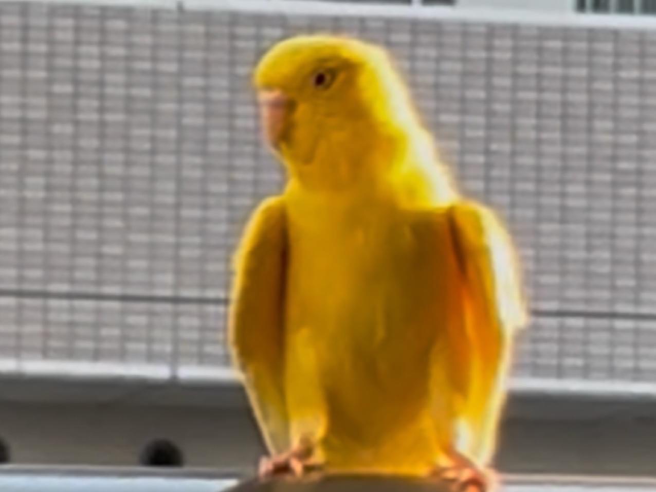 目撃された鳥 目撃された鳥