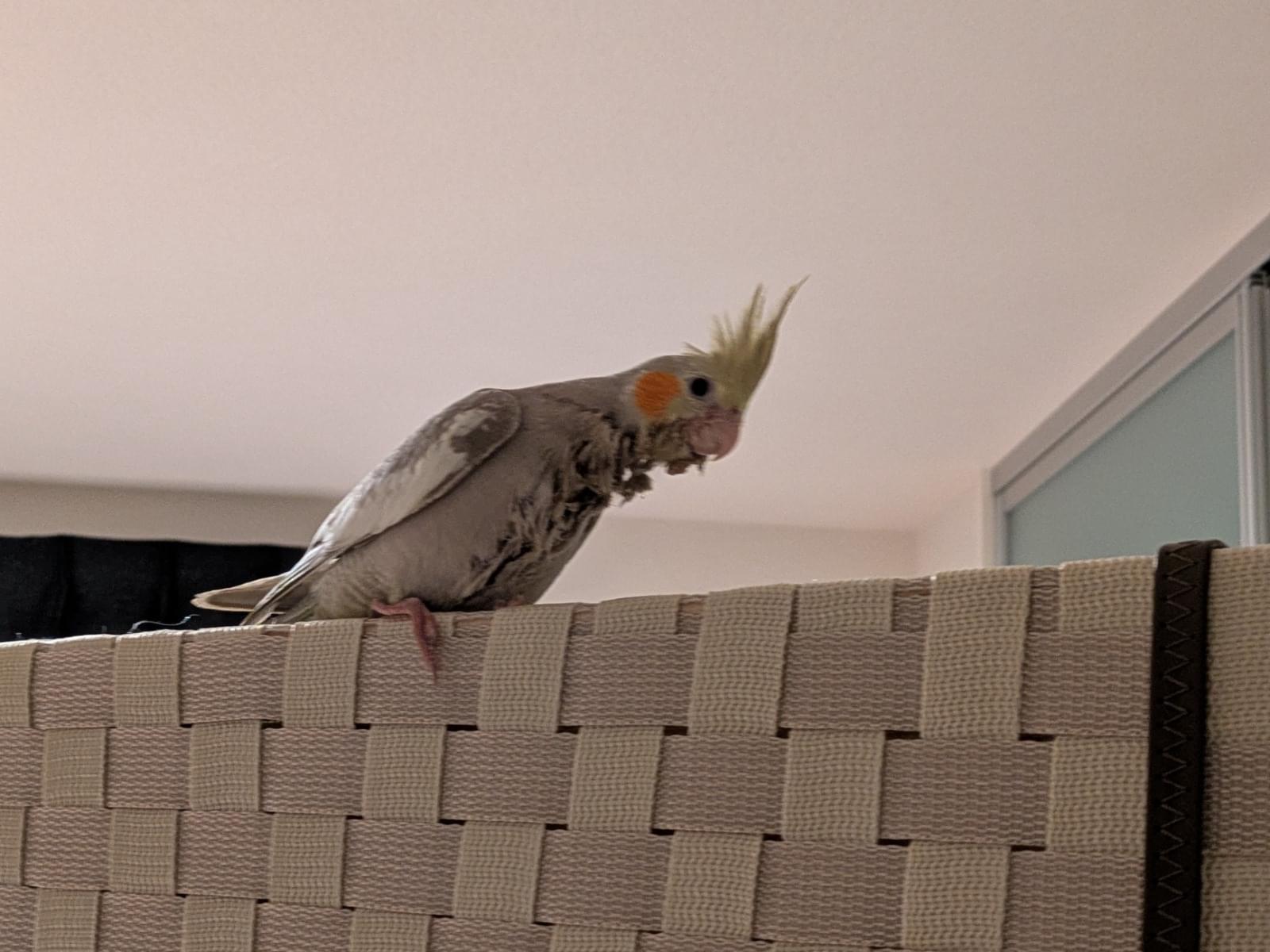 きなちゃん きなちゃん