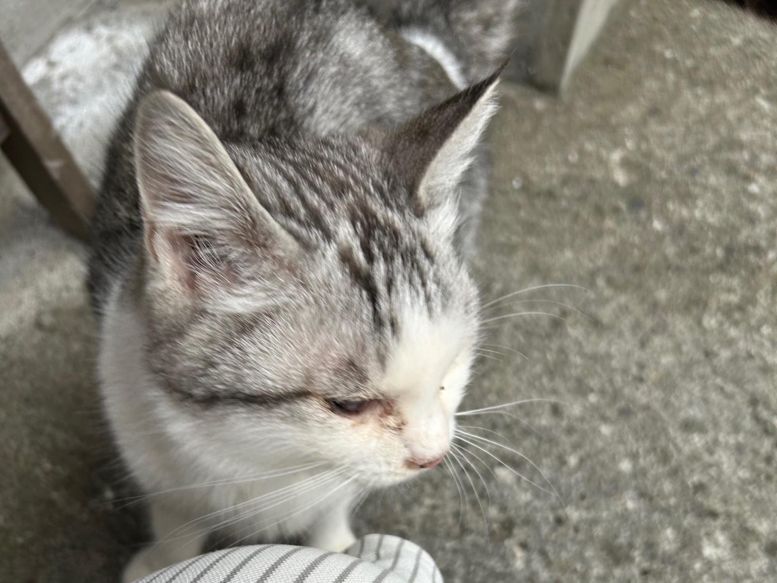 目撃された猫 目撃された猫