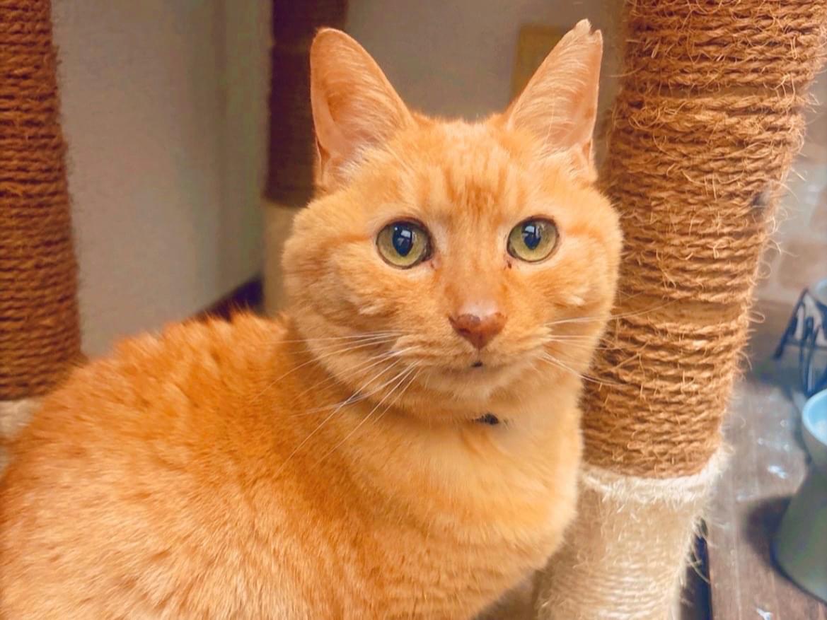 シフォンちゃん