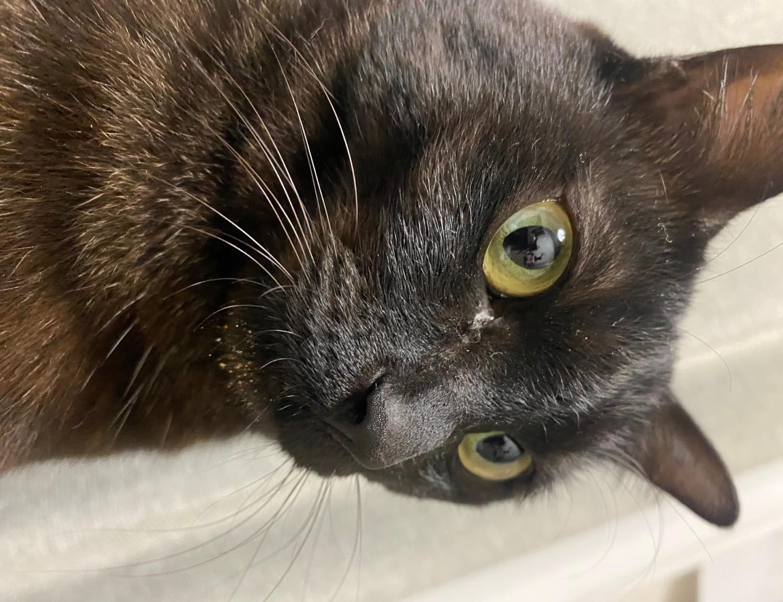 黒猫。 断捨離中出品 黒猫 探しています。