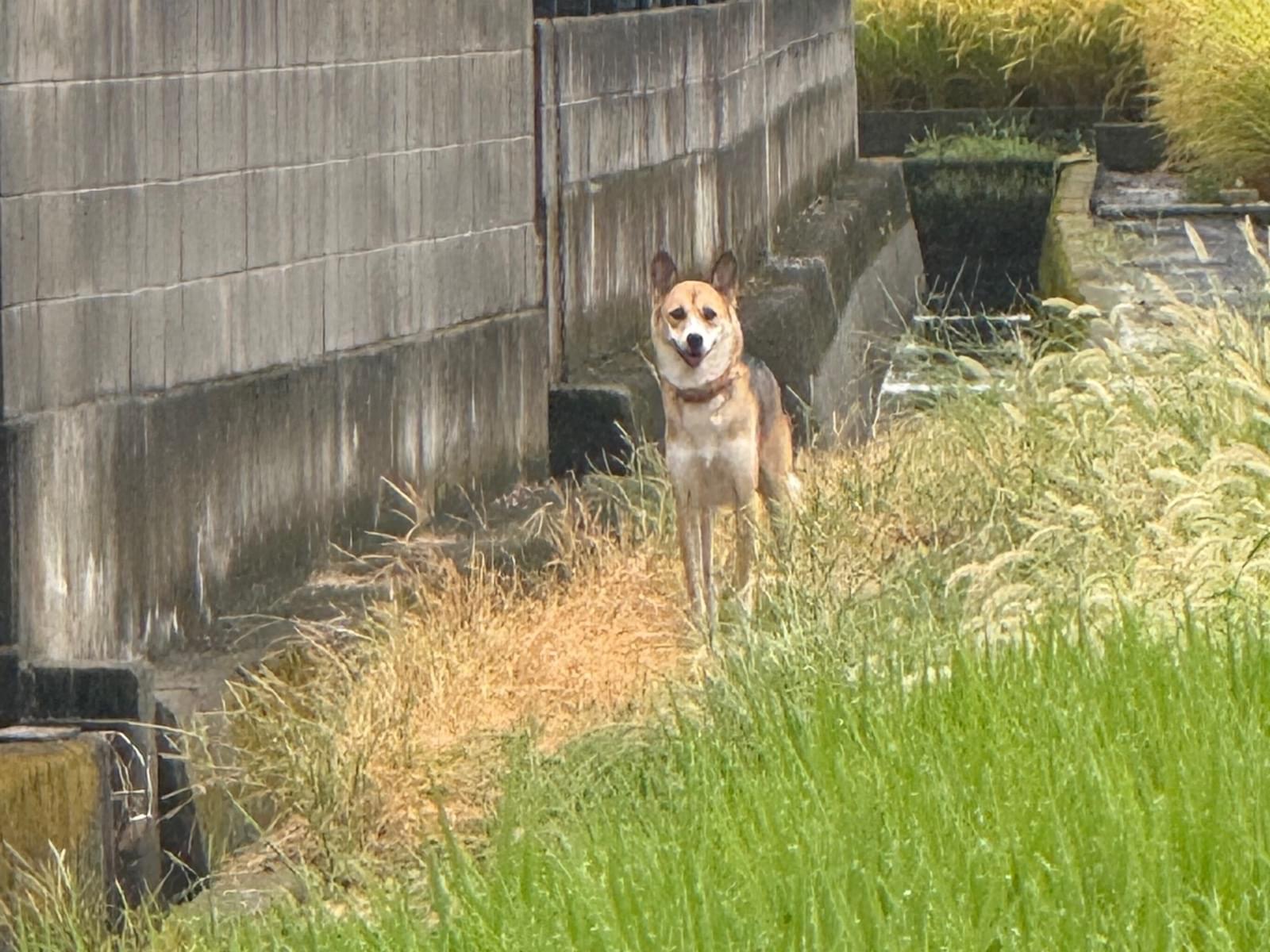 目撃された犬 目撃された犬