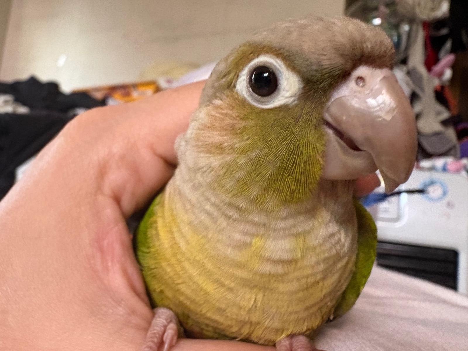 ぴーちゃん