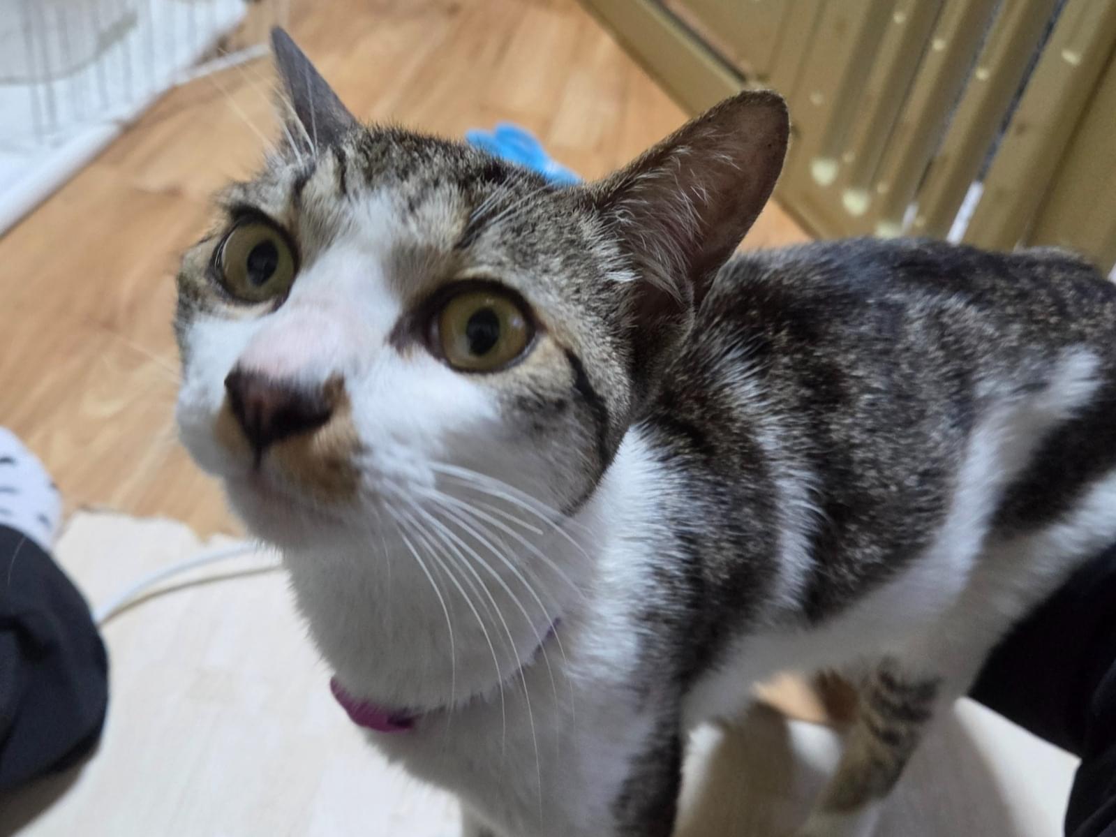 保護された猫
