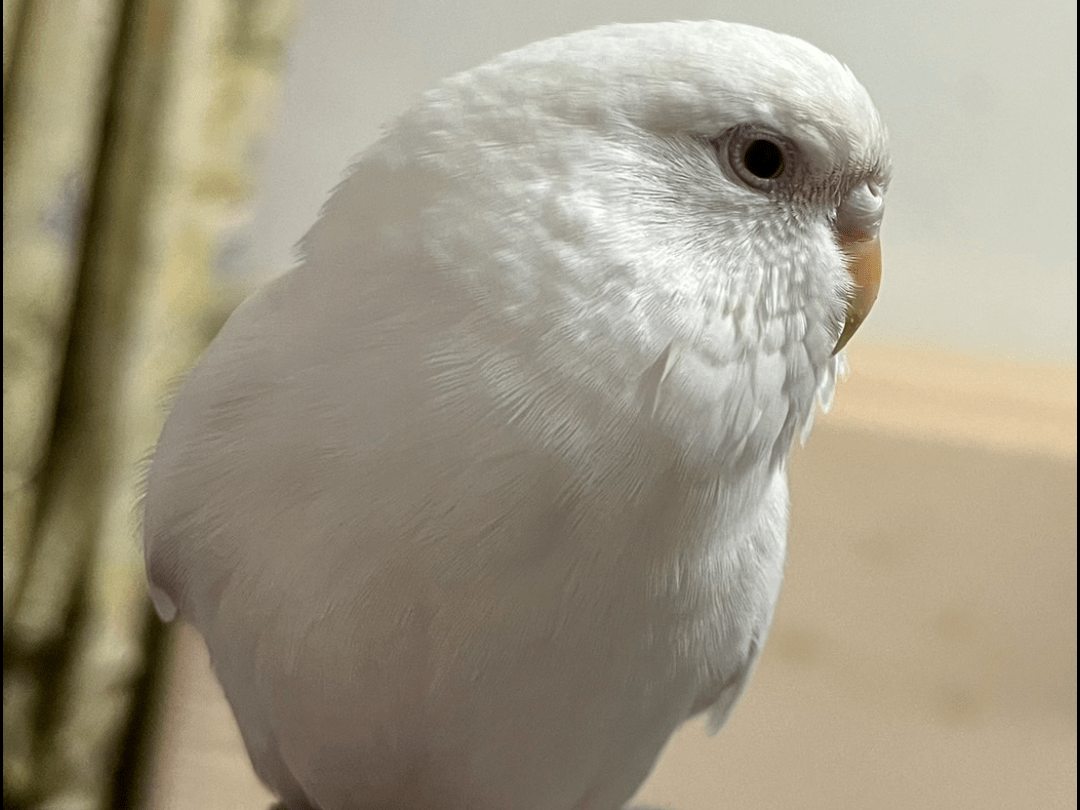 ましろちゃん ましろちゃん