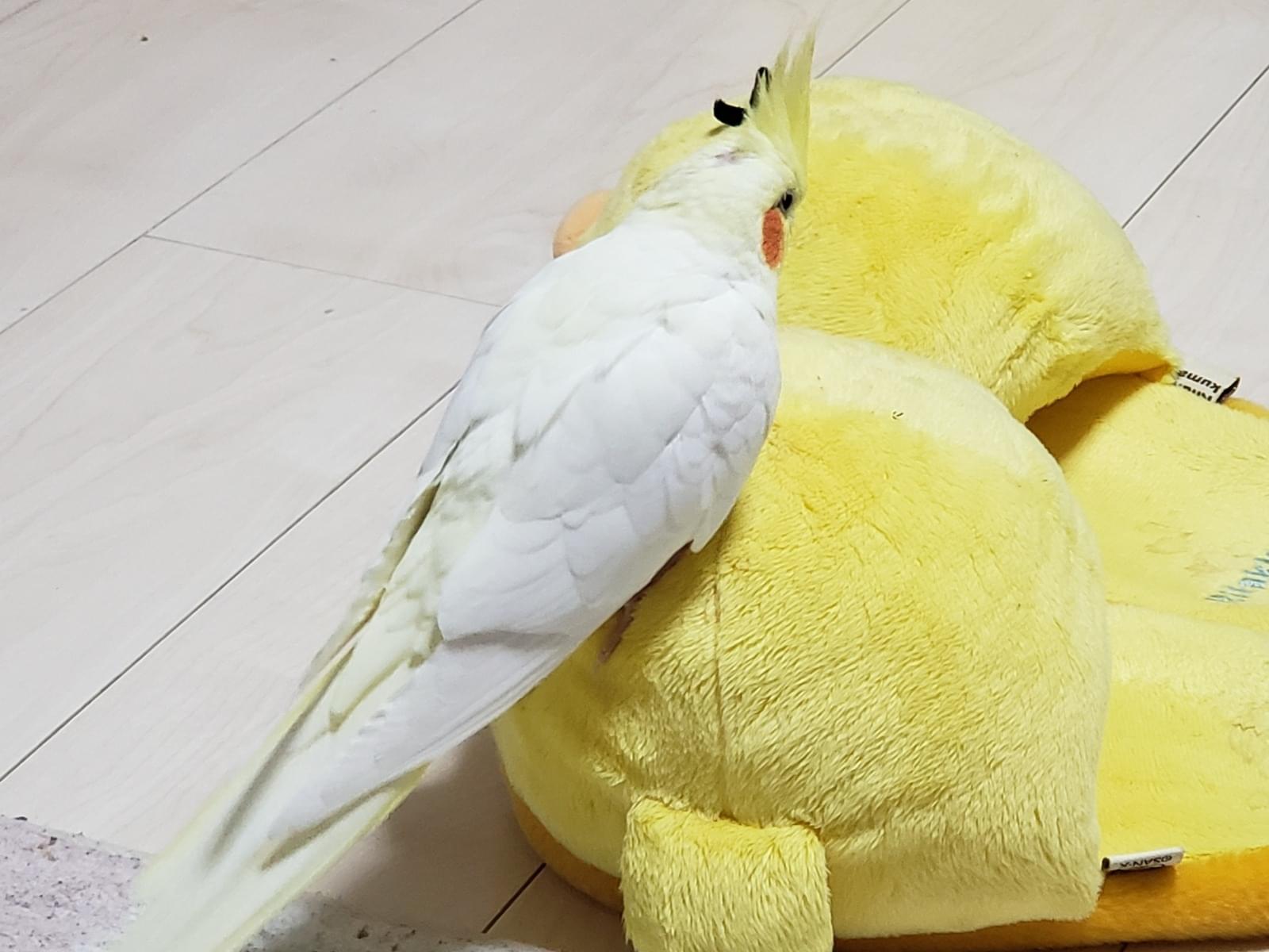 こゆきちゃん こゆきちゃん