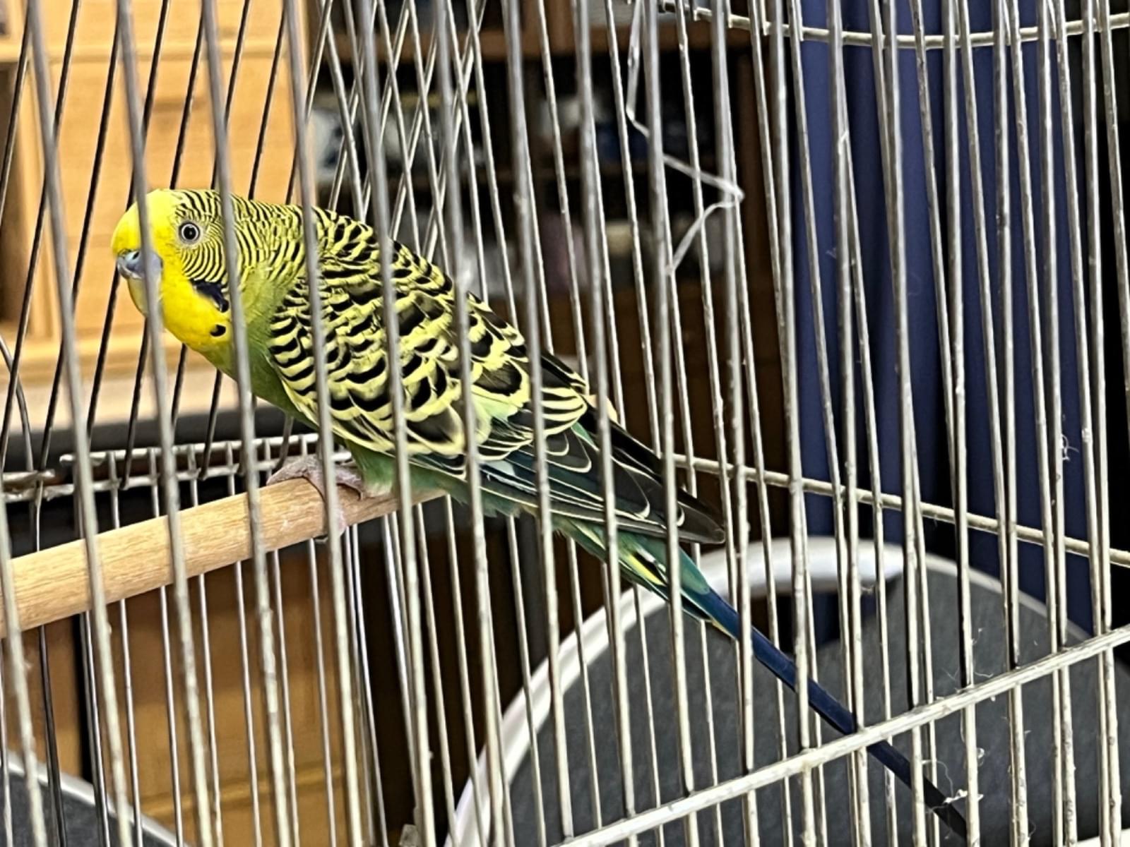 保護された鳥 保護された鳥