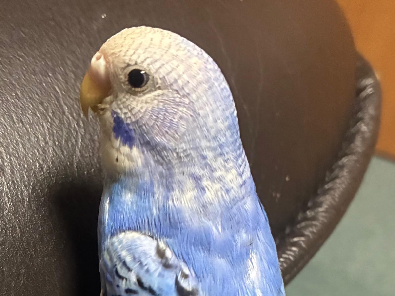 ゴンちゃん
