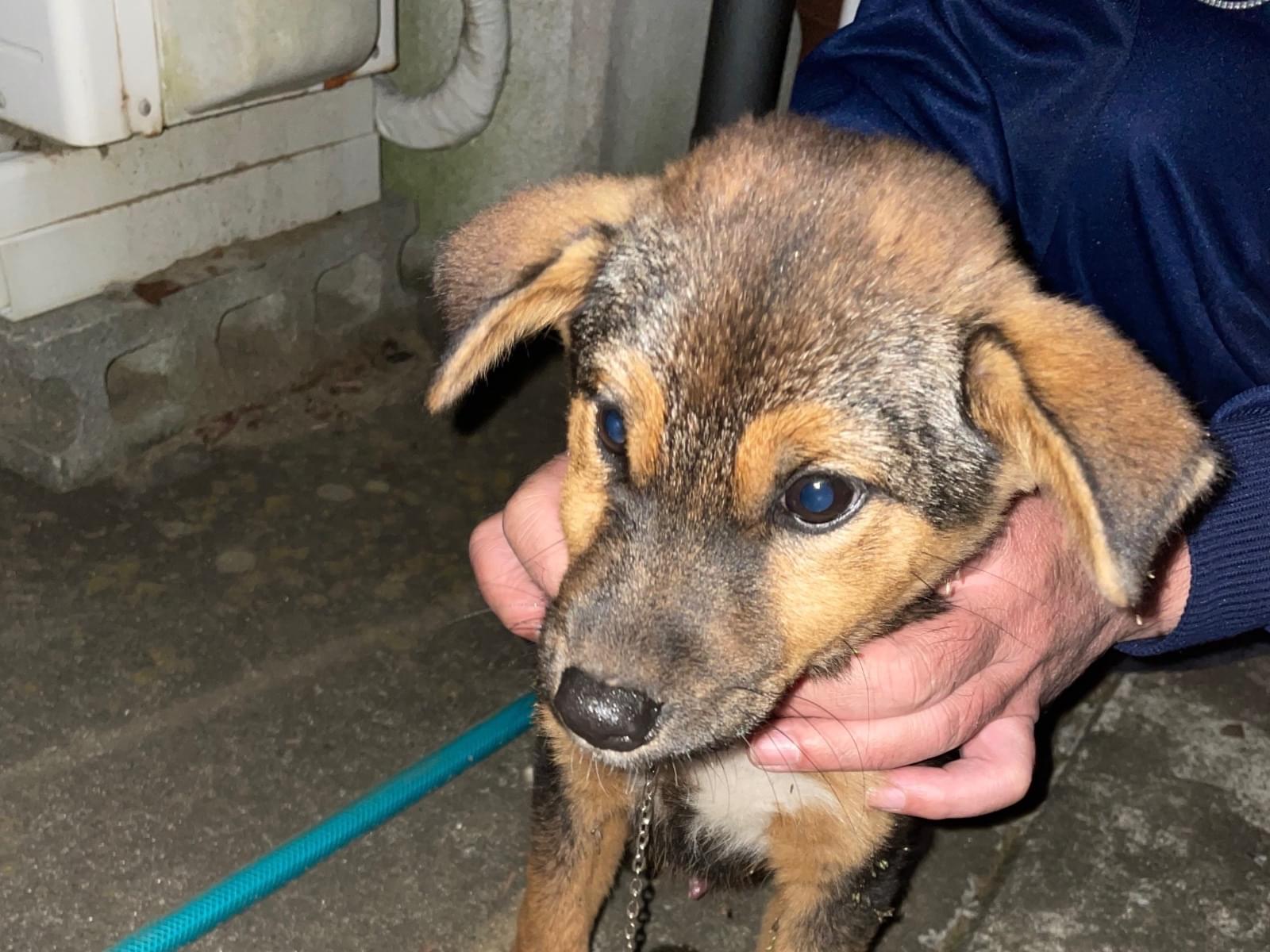 保護された犬 保護された犬