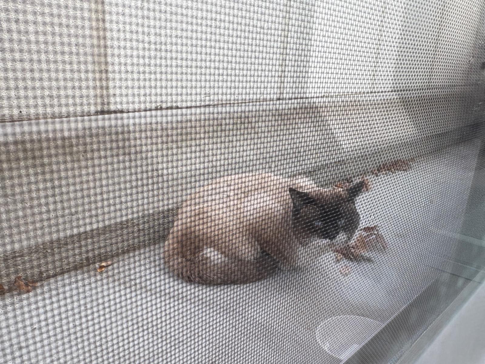 目撃された猫 目撃された猫