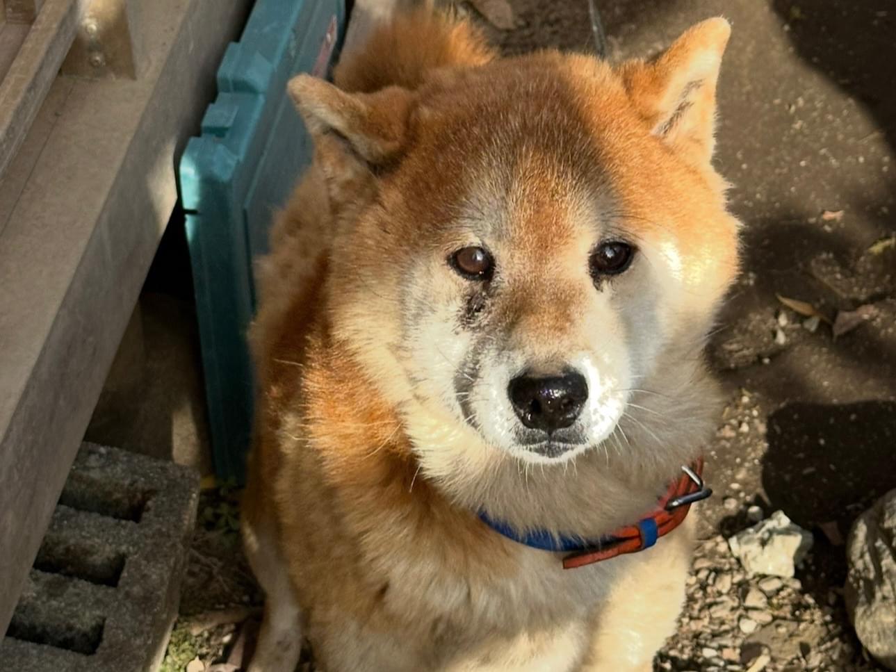 太郎ちゃん 太郎ちゃん