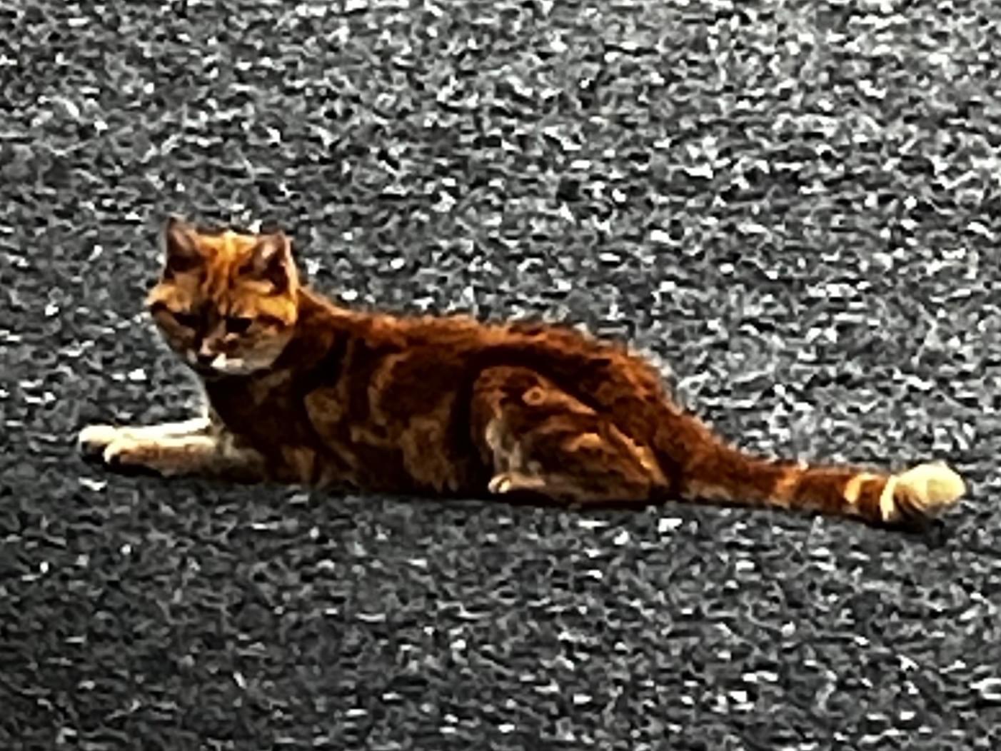 目撃された猫 目撃された猫