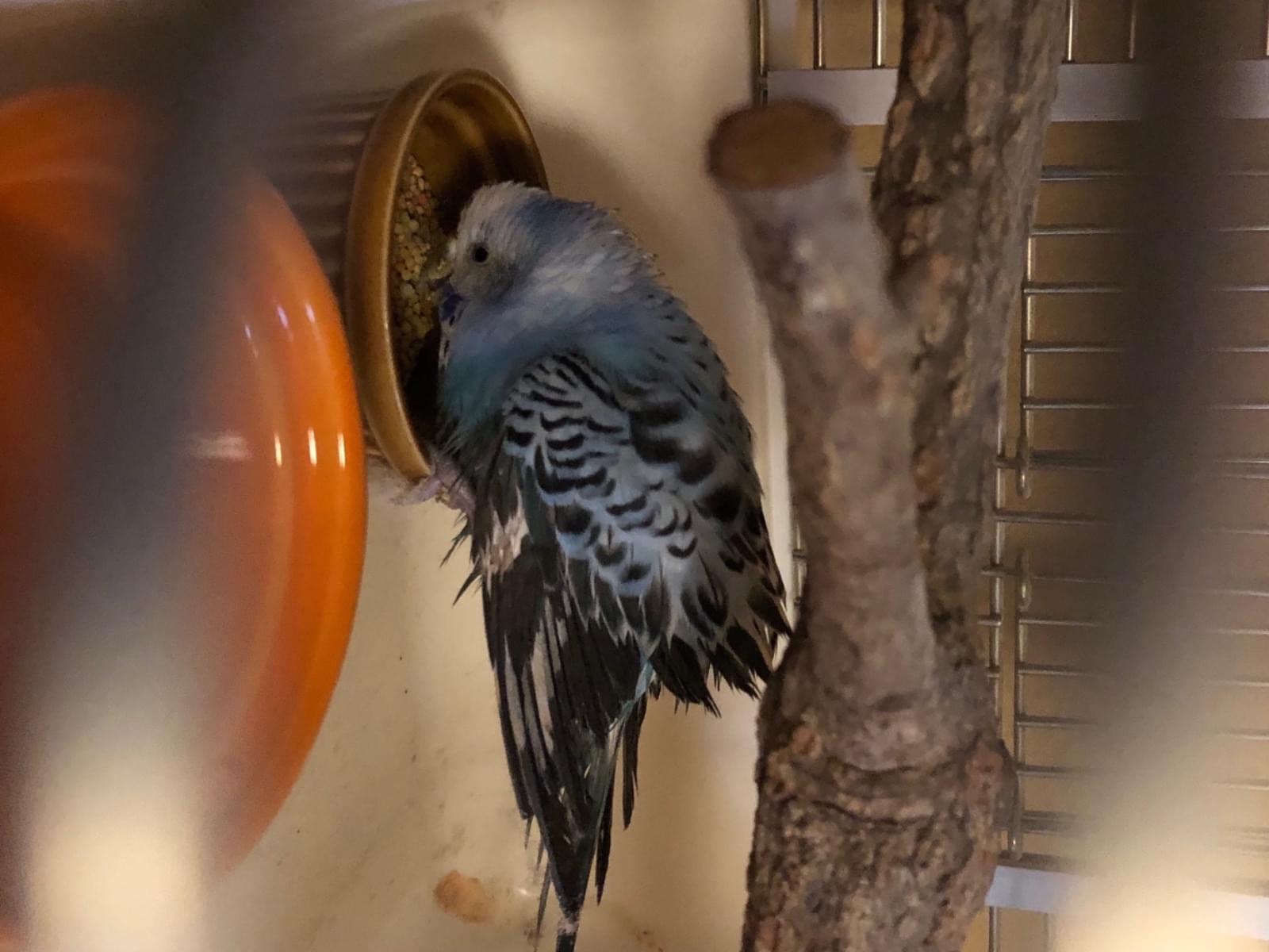 保護された鳥 保護された鳥