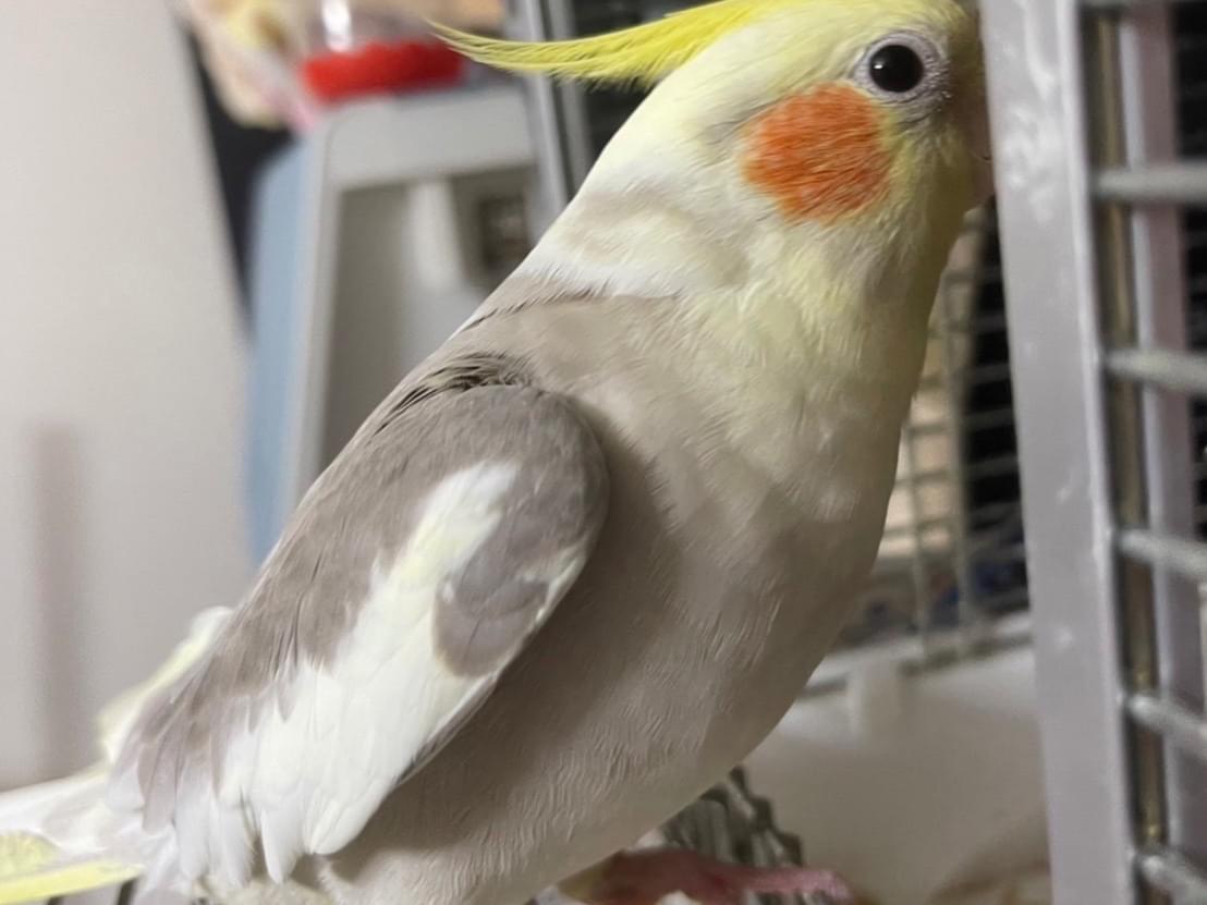 ちょびちゃん ちょびちゃん