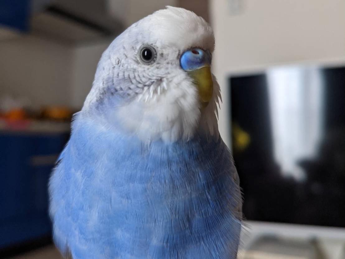 からあげちゃん からあげちゃん