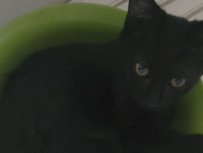 ルークちゃん ルークちゃん