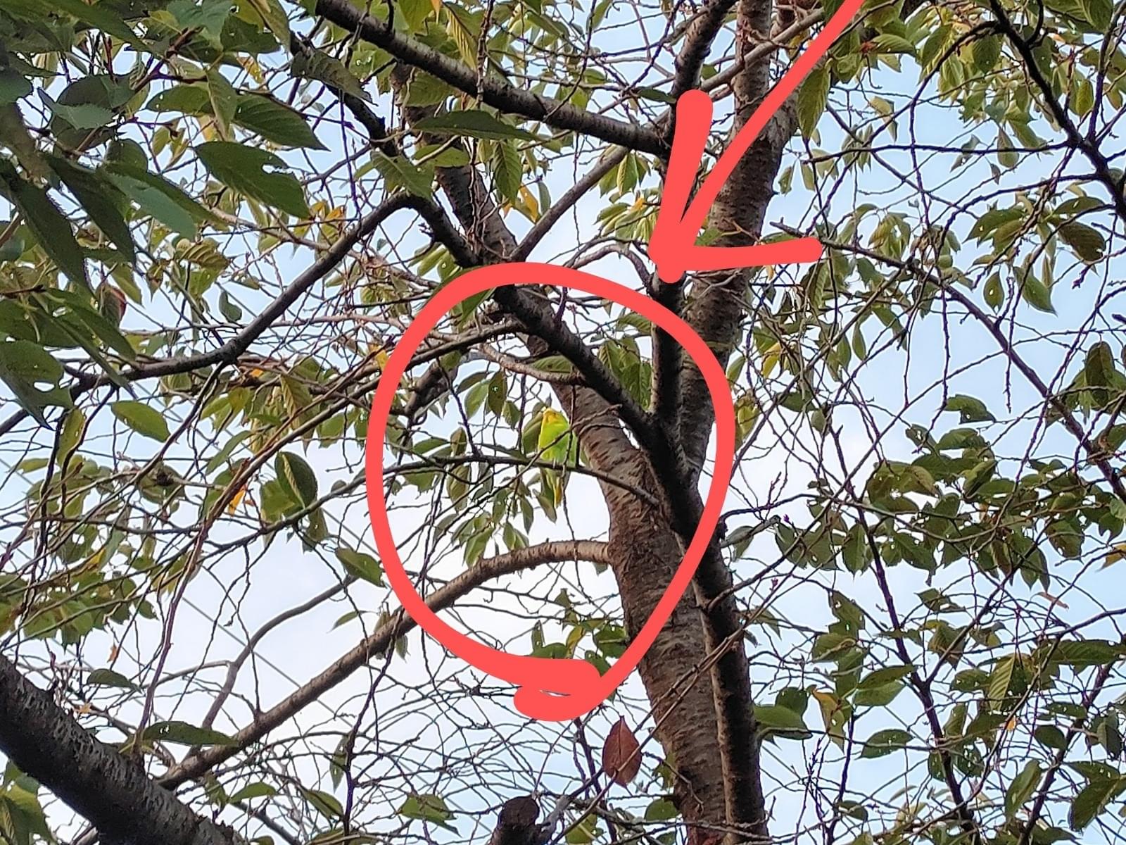 目撃された鳥 目撃された鳥