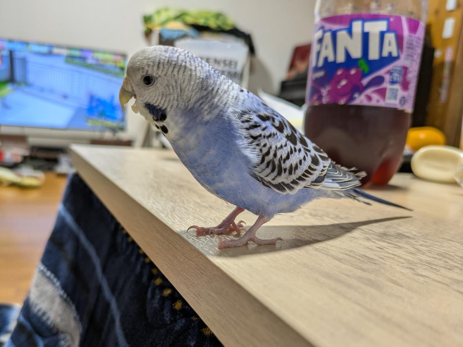 ぴっぴさんちゃん