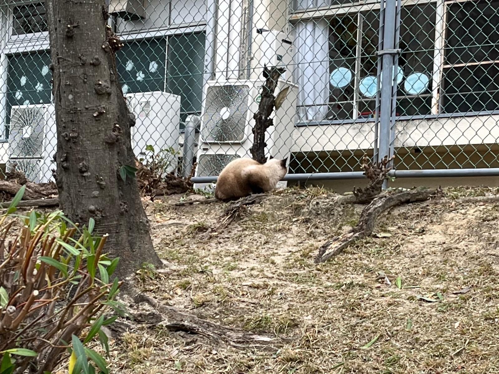 目撃された猫 目撃された猫