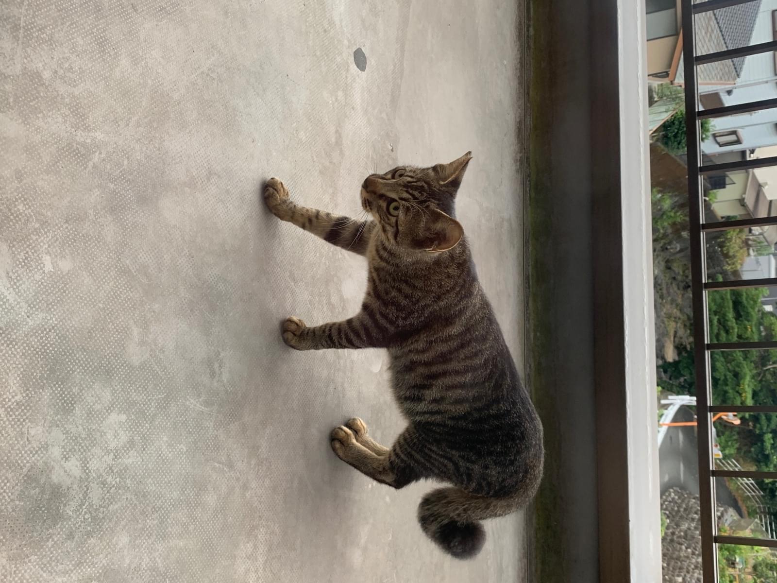 目撃された猫 目撃された猫