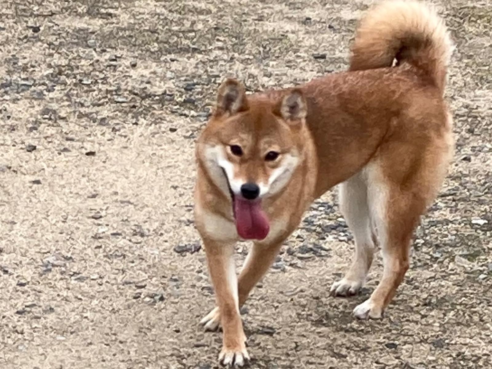 目撃された犬