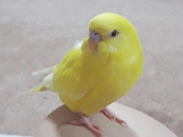 ひまちゃん ひまちゃん