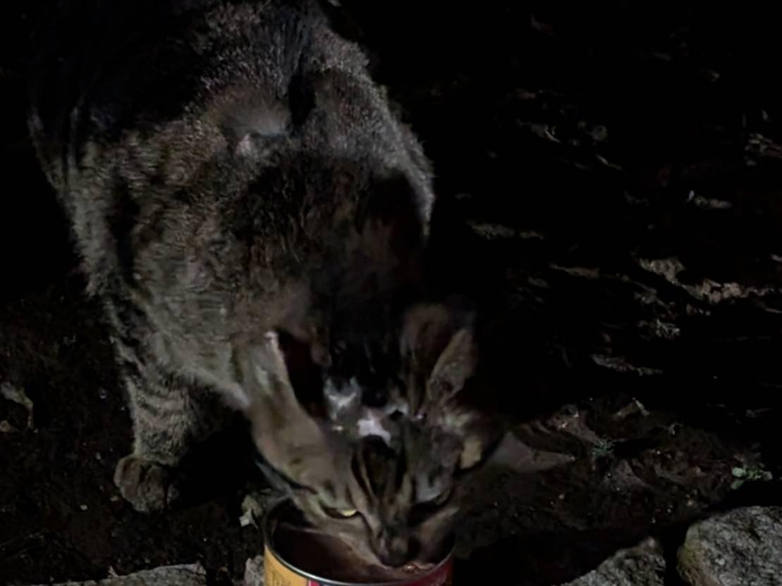 目撃された猫 目撃された猫