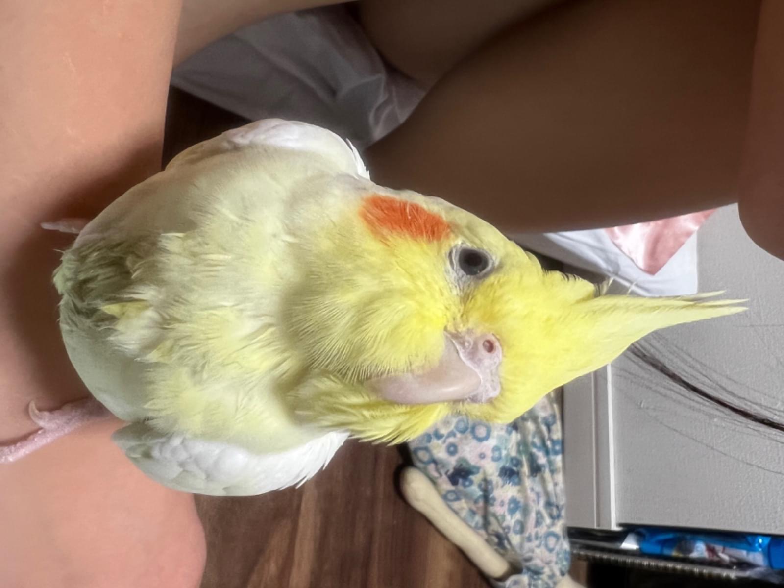 ここちゃん ここちゃん