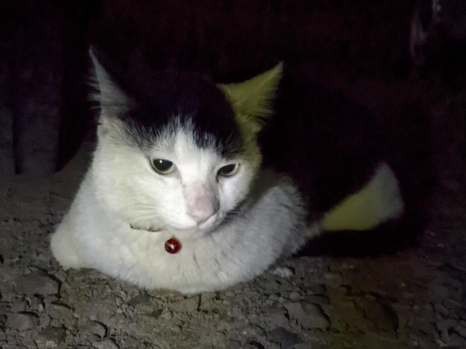 目撃された猫 目撃された猫