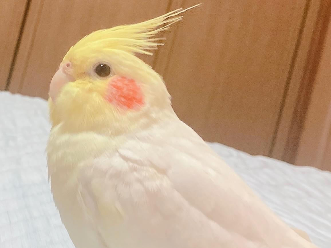 ぽぷちゃん ぽぷちゃん
