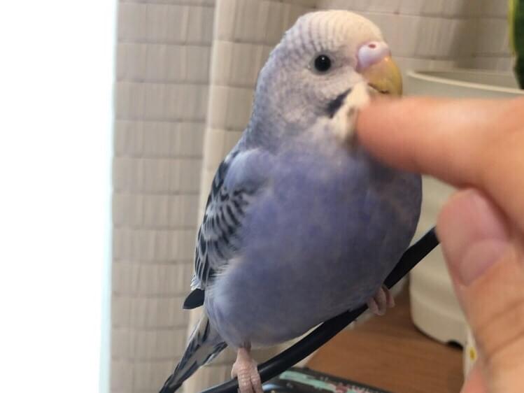 ぽっちちゃん ぽっちちゃん