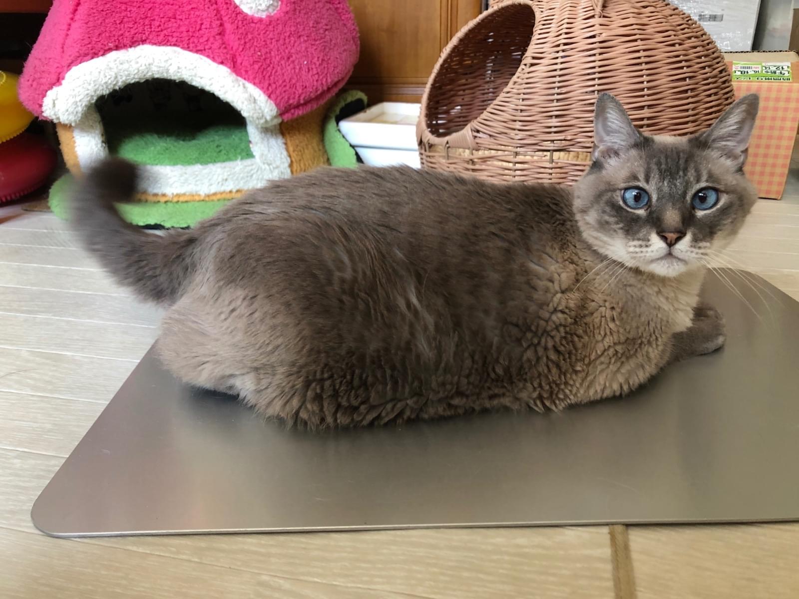 ロックンちゃん ロックンちゃん