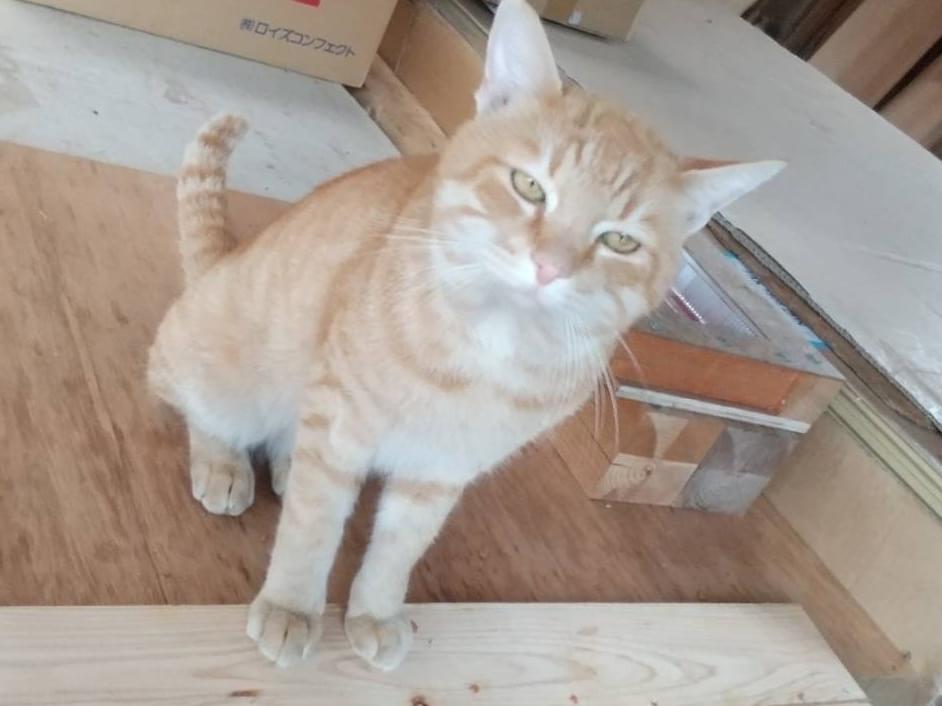 保護された猫 保護された猫