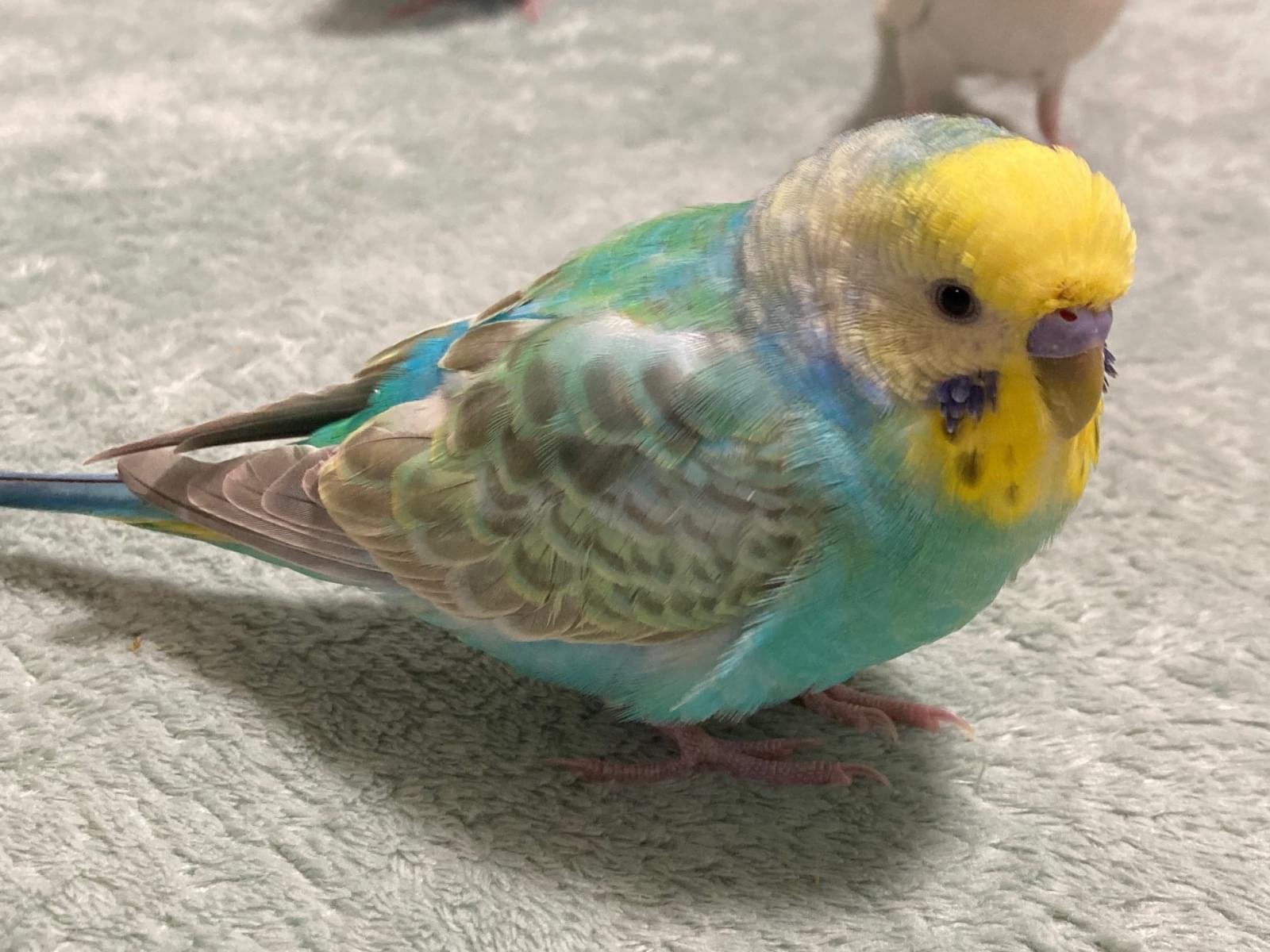 そらちゃん そらちゃん