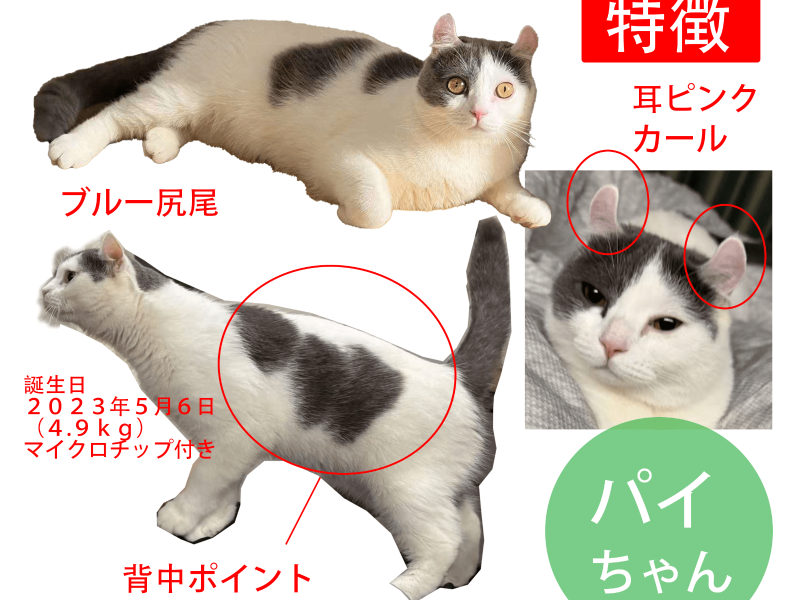 パイちゃん パイちゃん