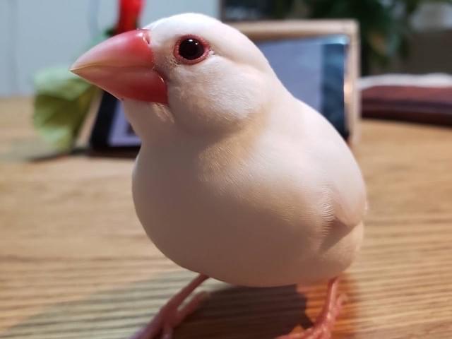 テッコちゃん テッコちゃん