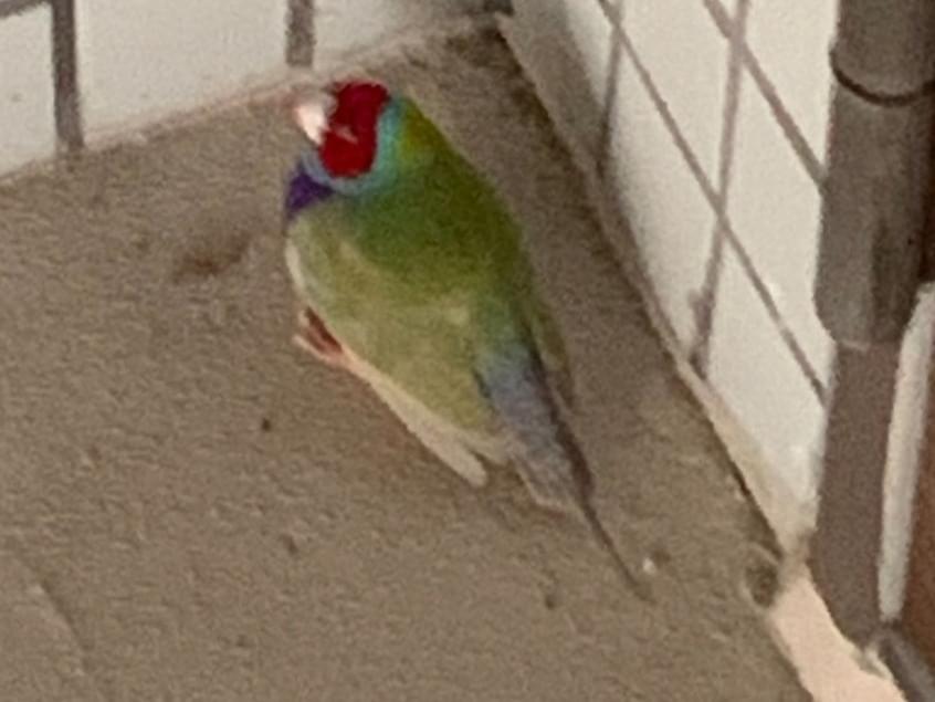 保護された鳥 保護された鳥