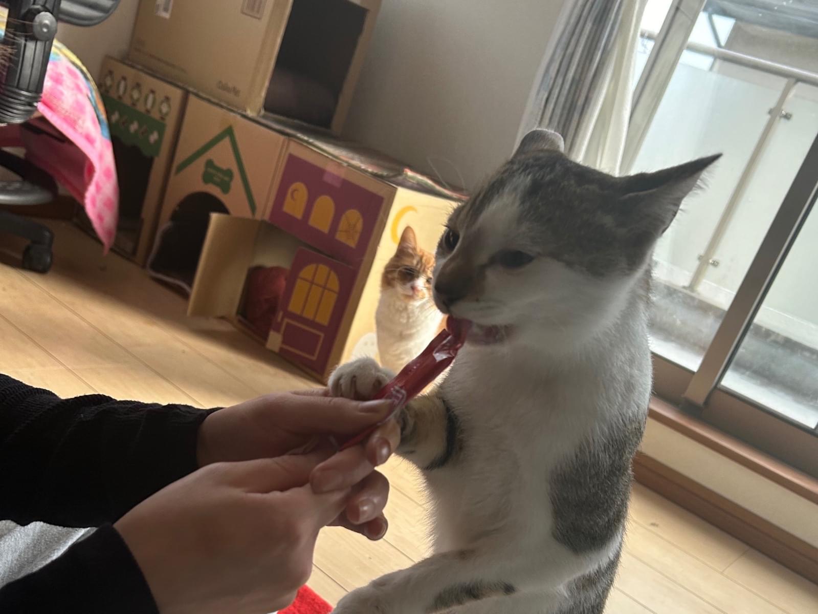 ライちゃん ライちゃん