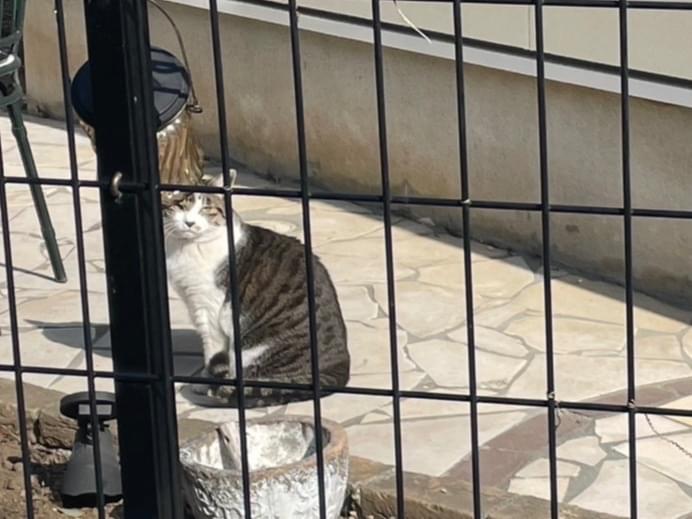 目撃された猫 目撃された猫